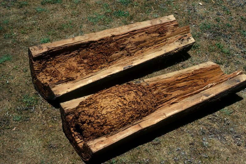 Coptotermes acinaciformis (termite) nest in pole.